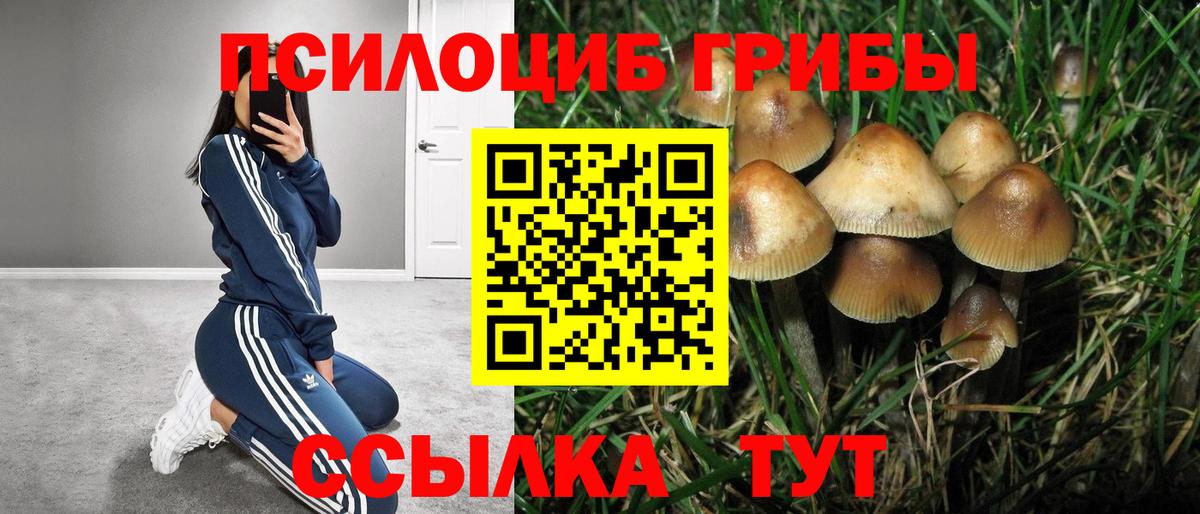 Псилоцибиновые грибы мицелий Хасавюрт
